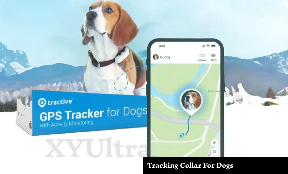 Top GPS Dog Collars to Keep Your Pet Safe
